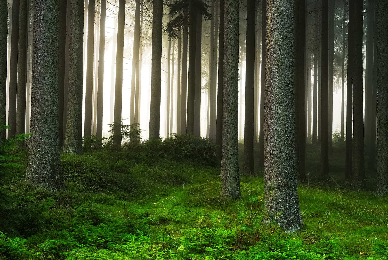 Cibes EcoSilent – A Quiet Revolution